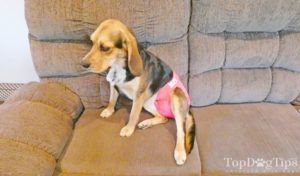 Pet Parents Washable Dog Diapers