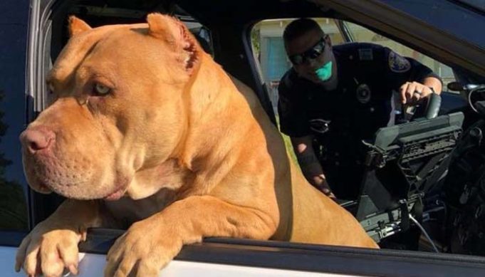 Police Officer Responds to a 'Vicious Dog' Call, Ends Up with a New Best Friend