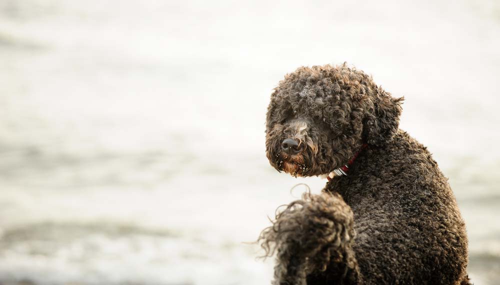 Portuguese Water Dog asking to go for a swim