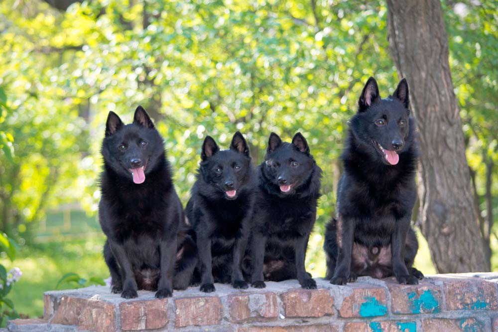 Schipperke are some of the best swimming dog breeds