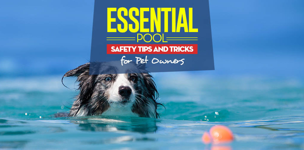 The 7 Pool Safety Tips for Cats and Dogs