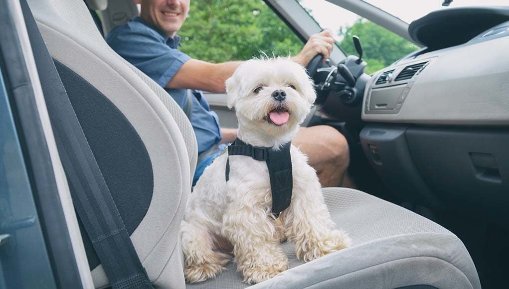 The Best Car Cooling Fans for Dogs