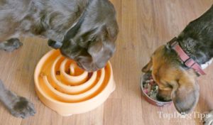 The Simple Food Project Freeze-dried Dog Food Review