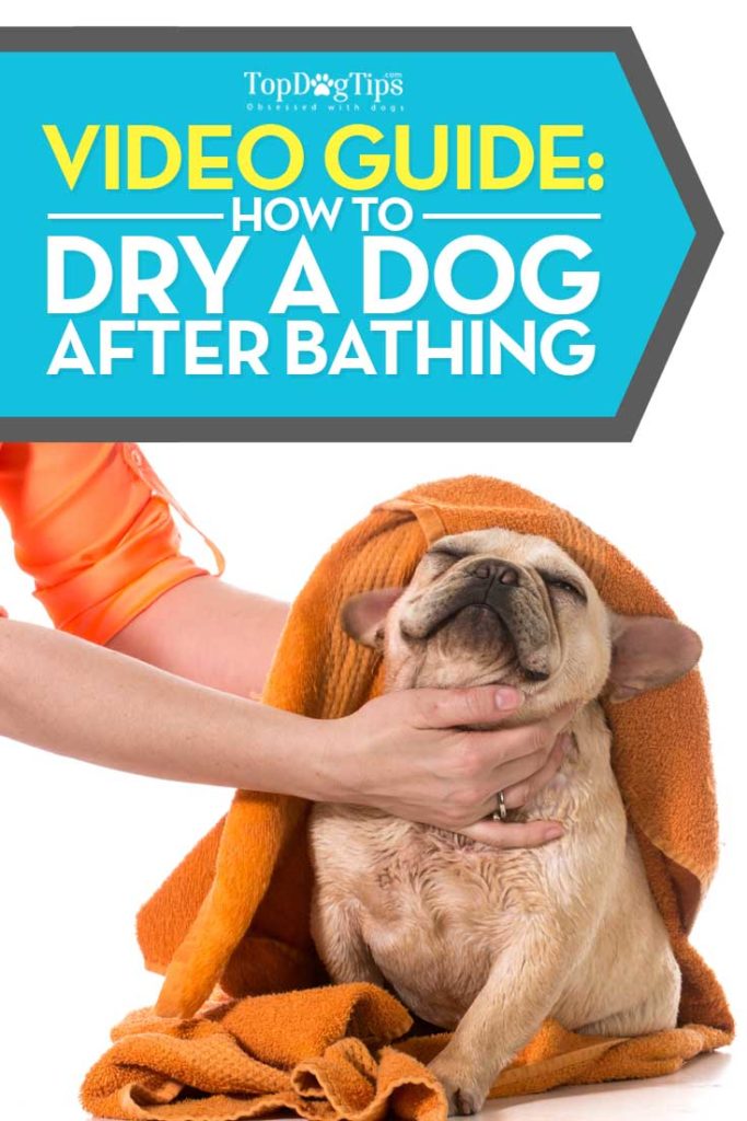 Tips on How to Dry A Dog After Bathing