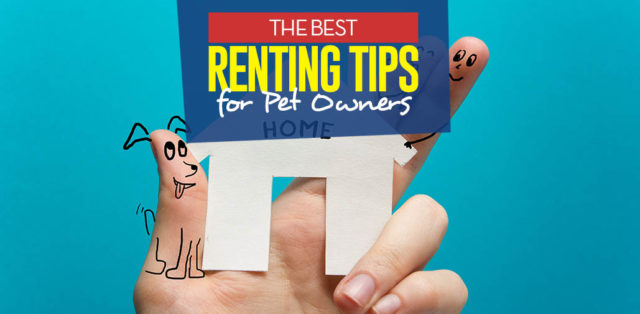 Top 11 Tips for Pet Owners that Rent featured image