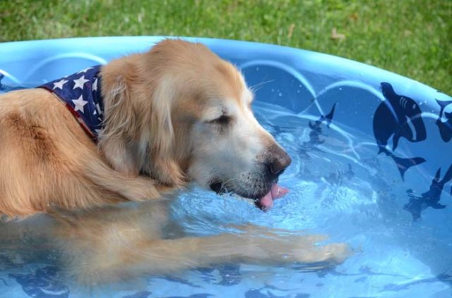 Top 12 Cheap Dog Paddling Pools for Summer featured image