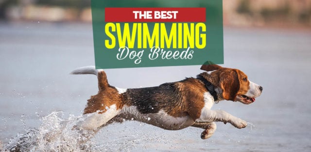 Top 20 Best Swimming Dogs that Enjoy Water