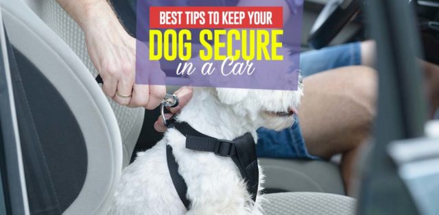 Top 6 Tips to Keep Your Dog Secure in a Car featured image