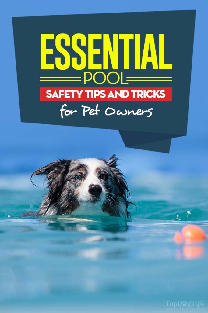 Top 7 Pool Safety Tips for Pet Owners