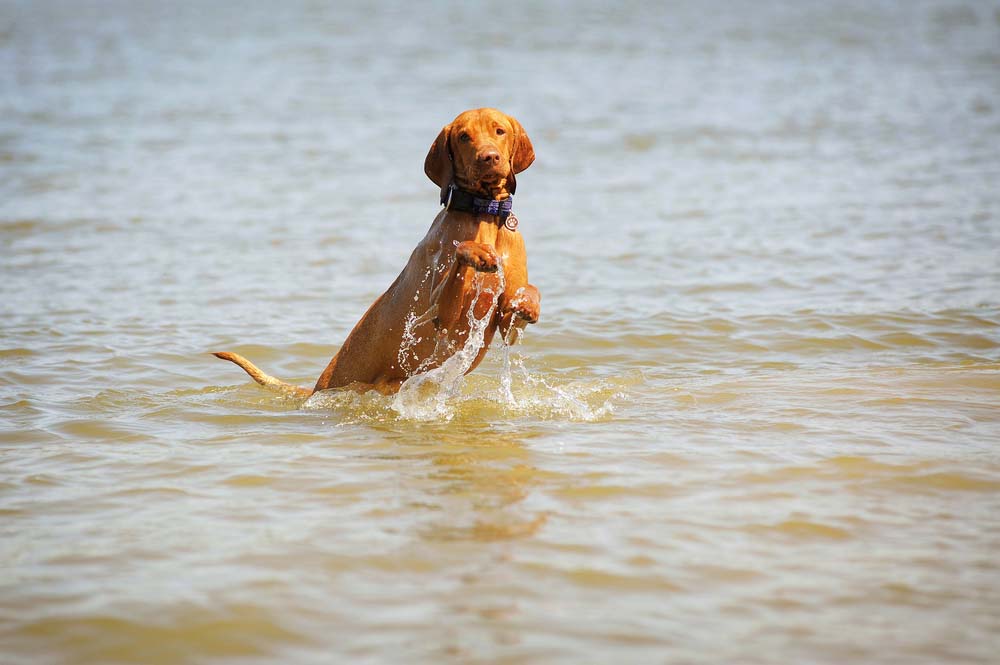 Vizsla - the most popular swimming dog breed