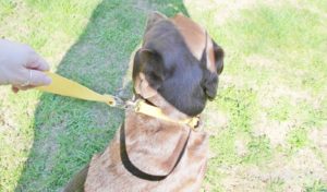 West Paw Strolls Dog Leash Review