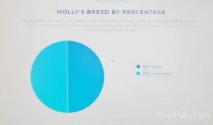 One thing that sets the Wisdom Panel dog DNA test apart from others is that it will give you a detailed report of all the breeds that your pup was tested against and the results and matches that resulted from these tests