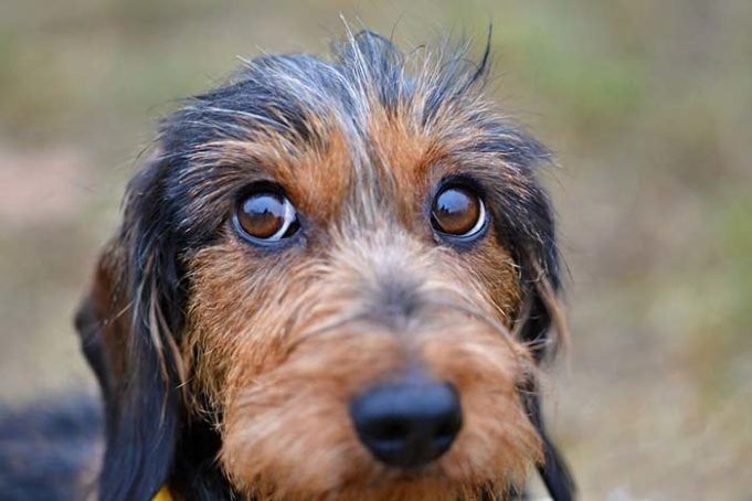 Your Dog Knows You Can't Resist Those Puppy Eyes, Study Says