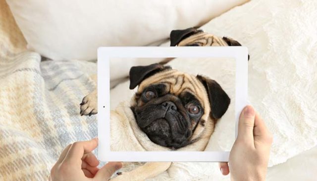 15 Reasons You Should Start A Dog Blog Right Now