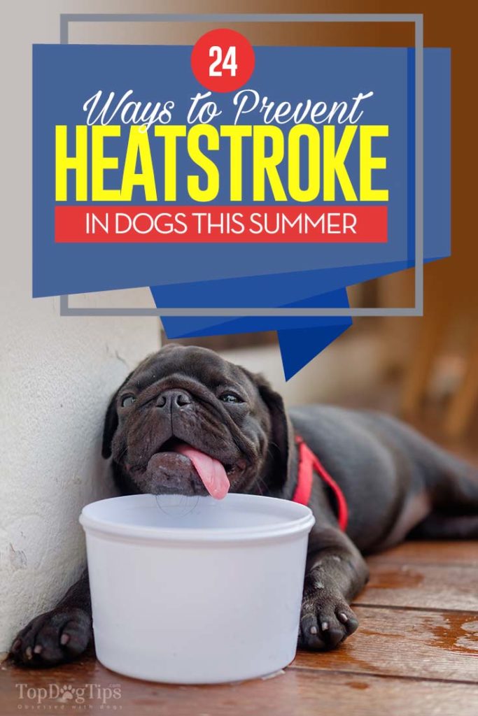 24 Best Ways to Prevent Heatstroke in Dogs