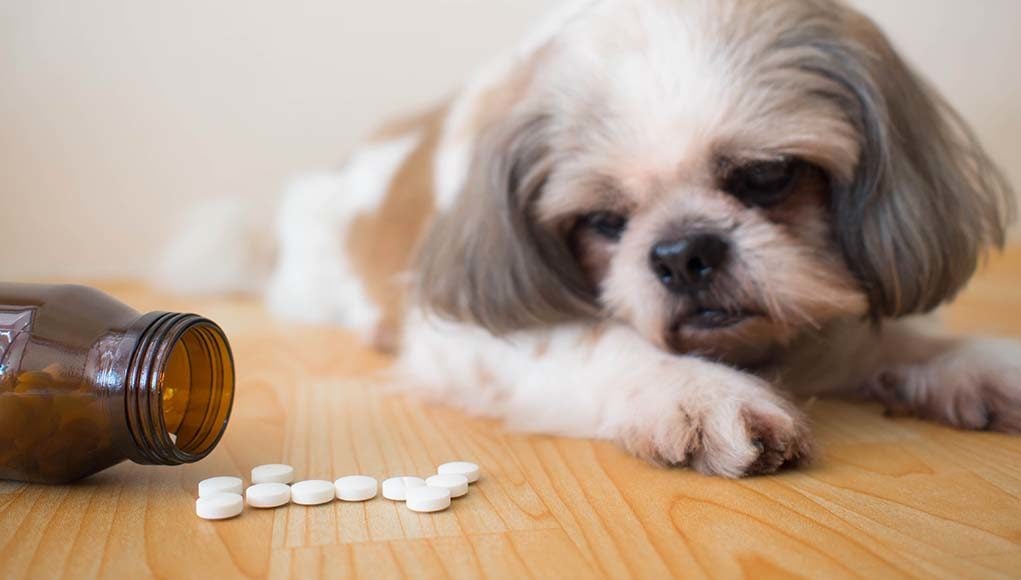 27 Unsafe Human Medicine for Dogs