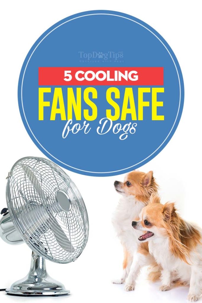 5 Top Rated Best Dog Cooling Fans for Home