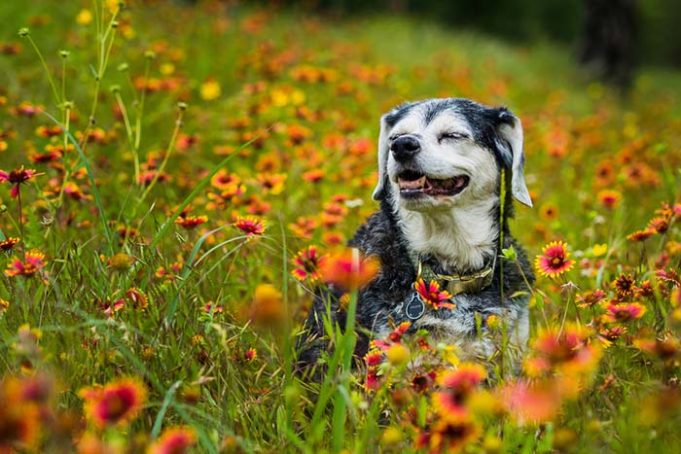 6 Natural Supplements to Soothe Your Dog's Joint Pains