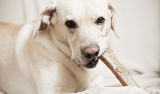 7 Foods and Chews for Dog’s Dental Health (Backed by Science)