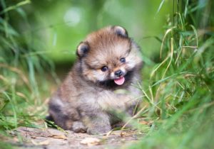 Adorable Pomeranian Puppy