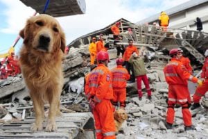 Can Dogs Predict Earthquakes? Science Says No