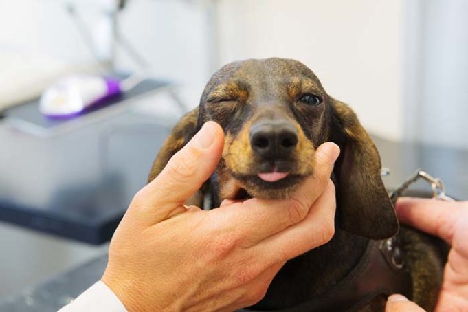 Clever Dogs Can Fake Sickness and Injuries to Get Attention and TLC