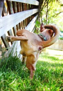 Create a Potty Space in the Backyard