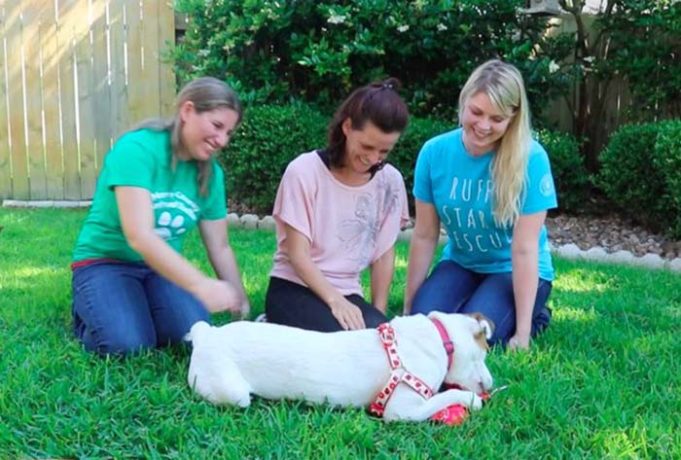 Deaf Dog Missing For 5 Months Reunites With Family In Texas After Staying In Minnesota