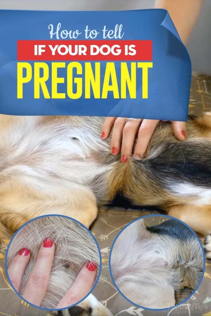 Dog Pregnancy and How to Tell If Your Dog Is Pregnant