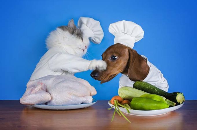 Dogs Like Fatty Food And Cats Want to Carbo-load, Study Finds