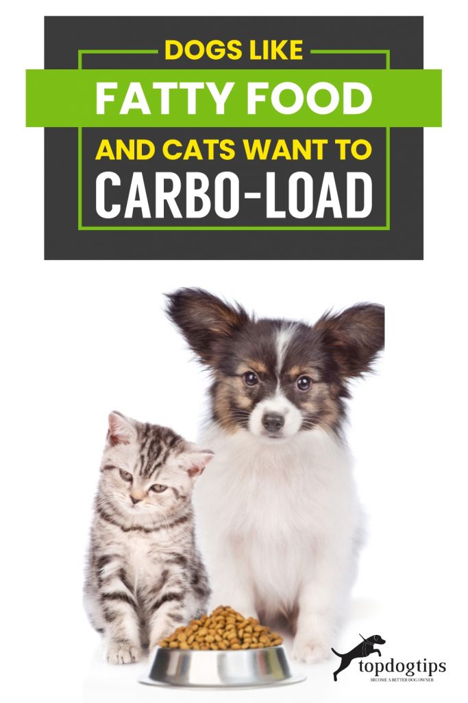 Dogs Like Fatty Food and Cats Want to Carbo-load