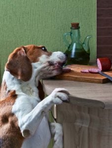 Feeding Table Scraps