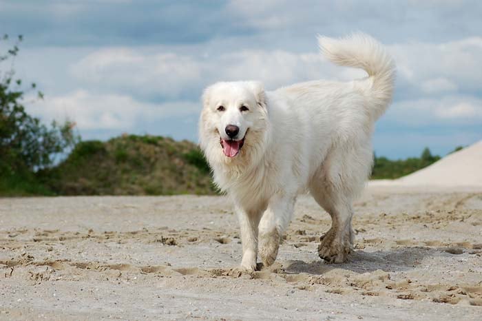 Great Pyrenees