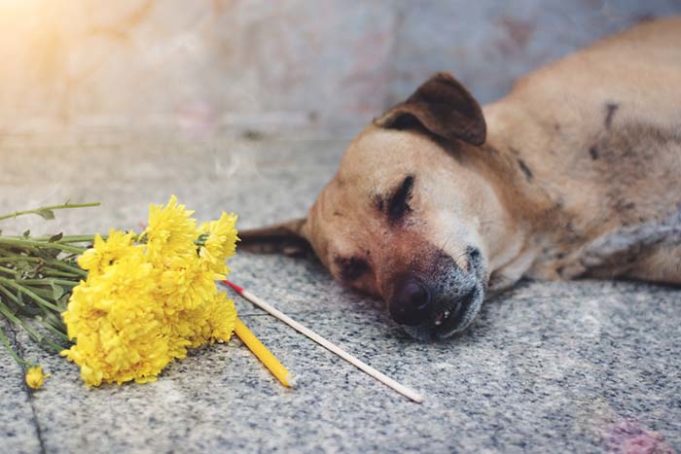 Grief Over Pet Loss - A Tragedy That Can Hurt More than Human Loss