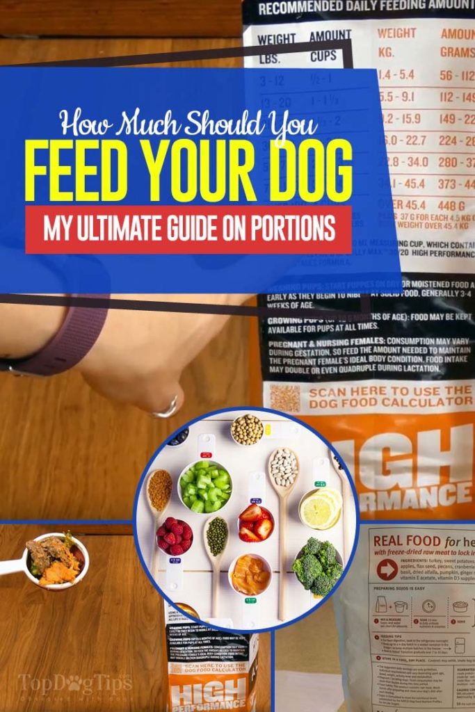 Guide on How Much Should You Feed Your Dog