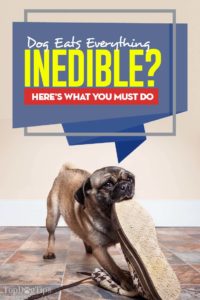 Here's What to Do if Dog Constantly Eats Inedible Things