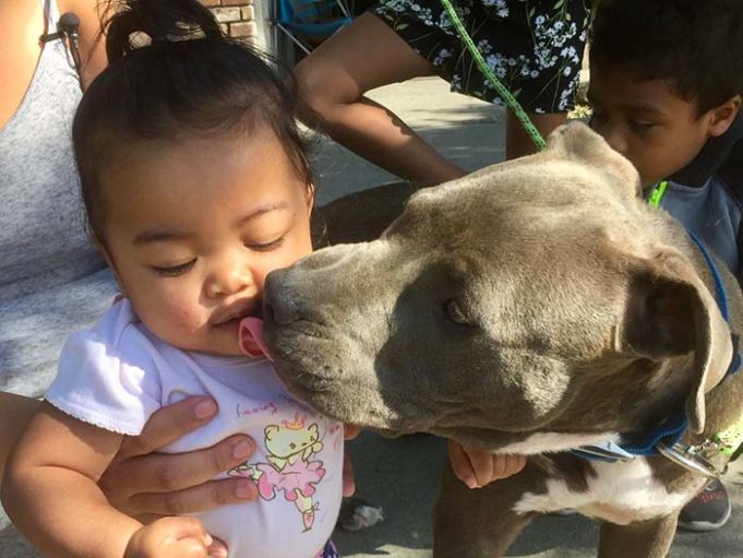 Heroic Pit Bull Alerts of Fire, Then Runs Back to Save a Baby from a Burning House