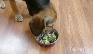 Homemade Dog Food for Pancreatitis