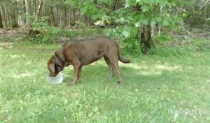 How To Stop A Dog From Digging