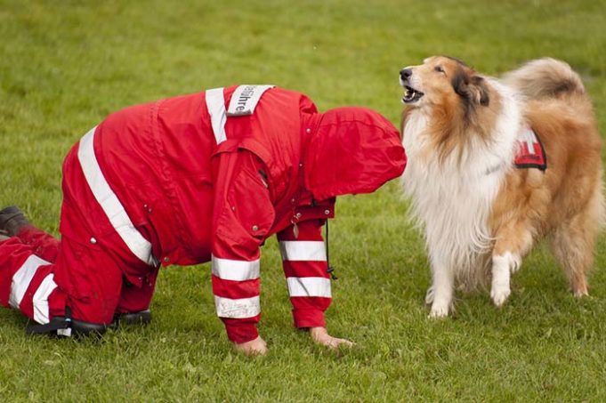 Human Encouragement Boosts Problem-solving Skills In Dogs, Study Says