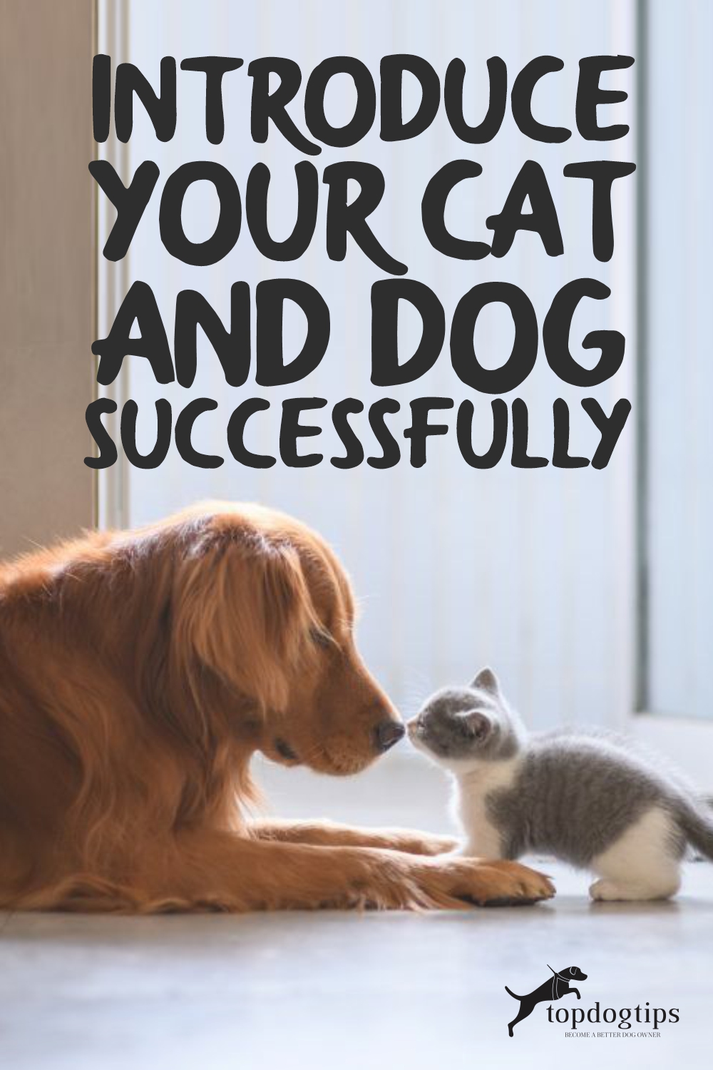 Introduce Your Cat and Dog Successfully