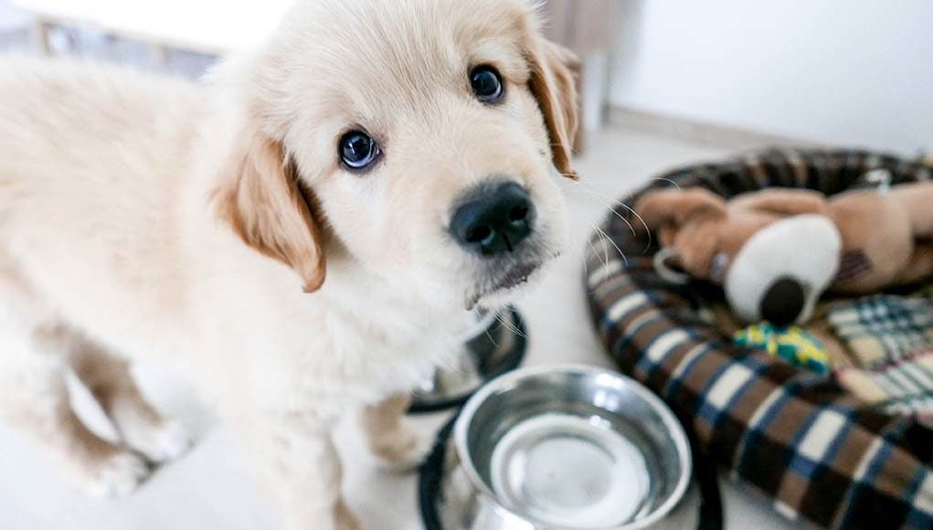 New Puppy Shopping Checklist - 22 Things You'll Need