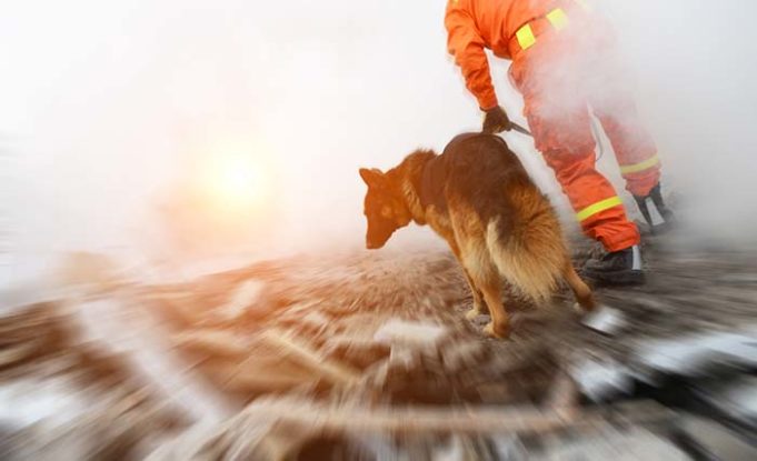 New Study Finds No Evidence That Dogs Can Predict Earthquakes