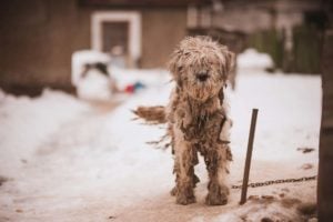 Outside Dogs