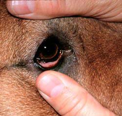 Photo of a dog with pink eye being examined