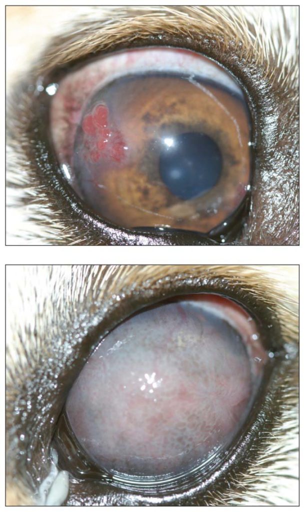 Photo of a dog's eye with keratitis