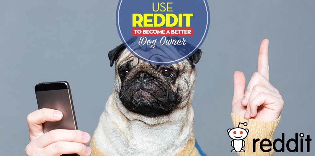 Reddit Dogs Forums - Tips on How to Use Reddit to Become a Better Owner