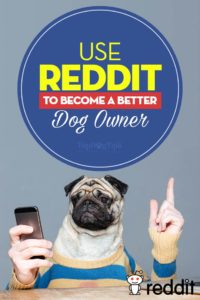 Reddit Dogs - How to Use Reddit to Become a Better Dog Owner