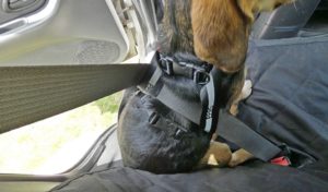 Sleepypod ClickIt Sport Harness