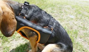 Sleepypod Clickit Terrain Dog Harness